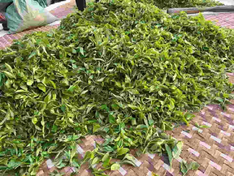 茶王树茶山实拍