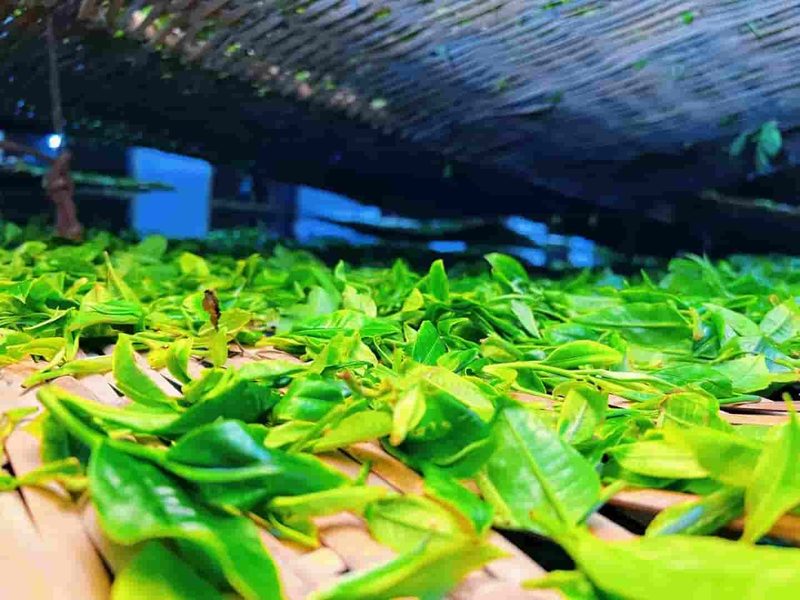 郑家梁子茶山实拍