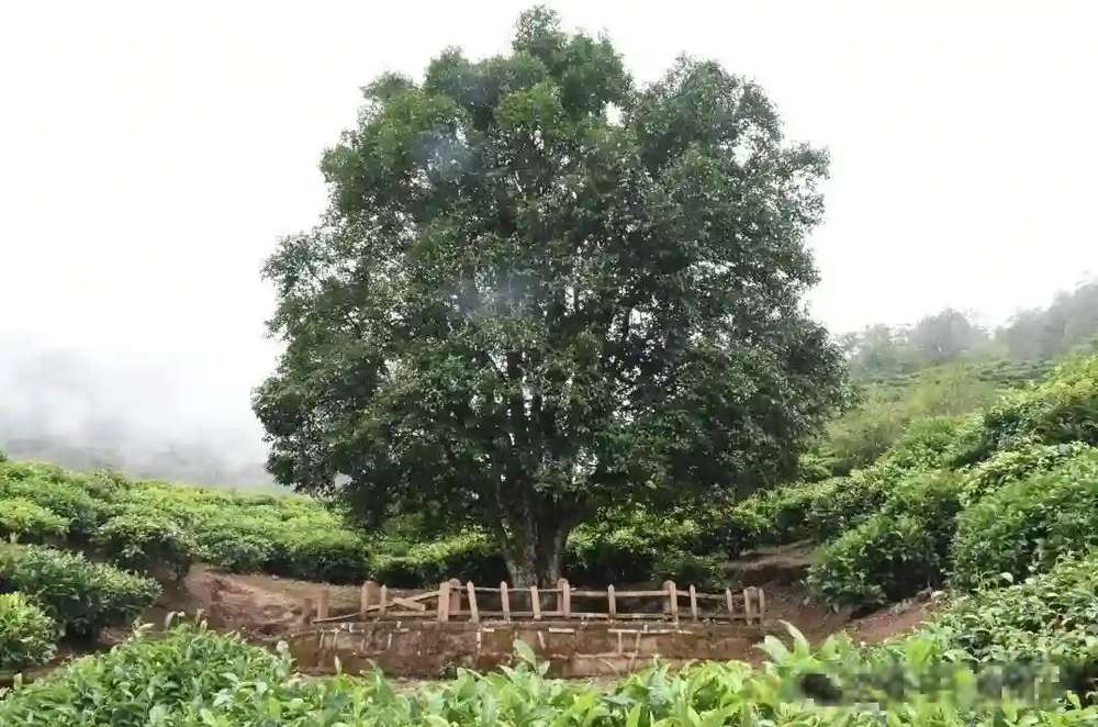 楗尪鑰呮櫘娲辫尪琛屾儏