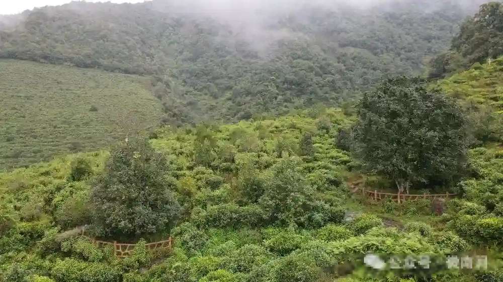 饮茶者普洱茶行情
