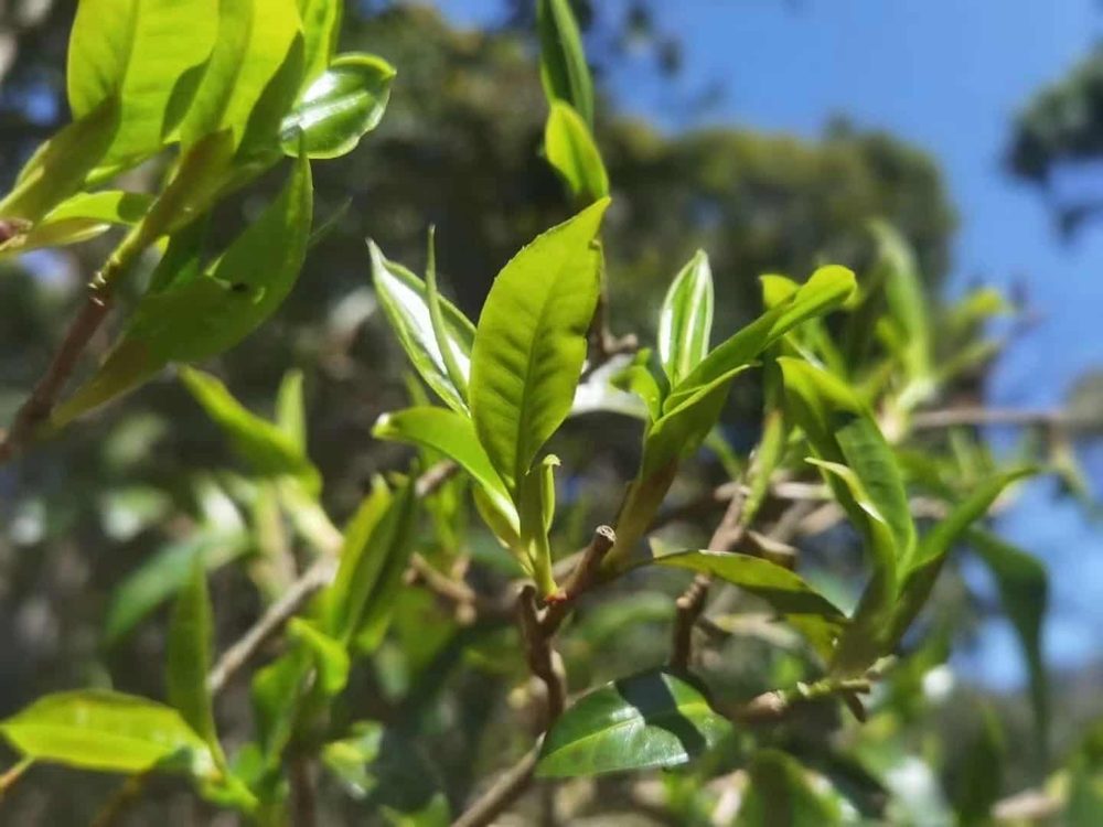 饮茶者普洱茶行情