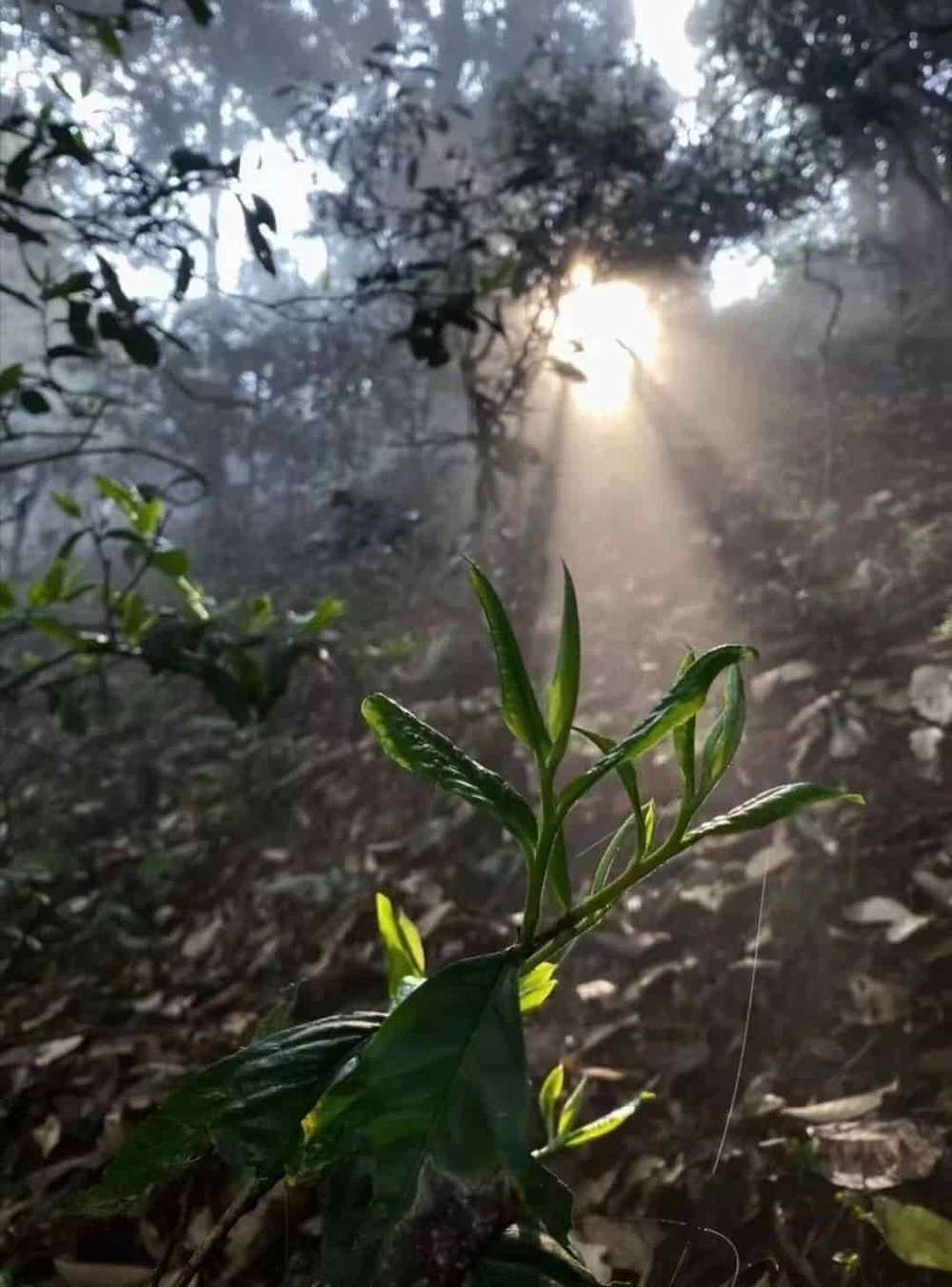 楗尪鑰呮櫘娲辫尪琛屾儏