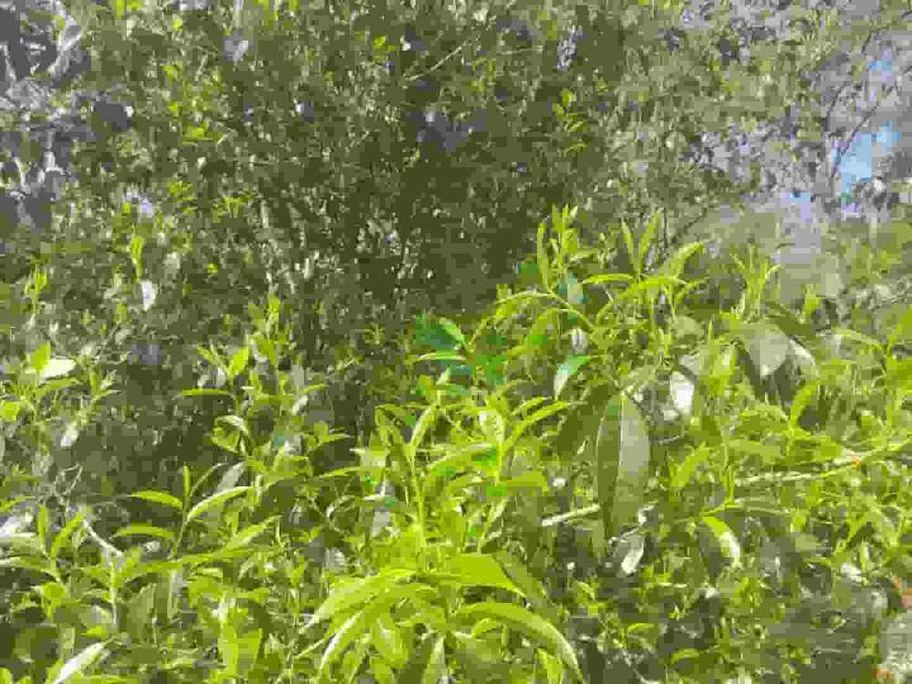 楗尪鑰呮櫘娲辫尪琛屾儏