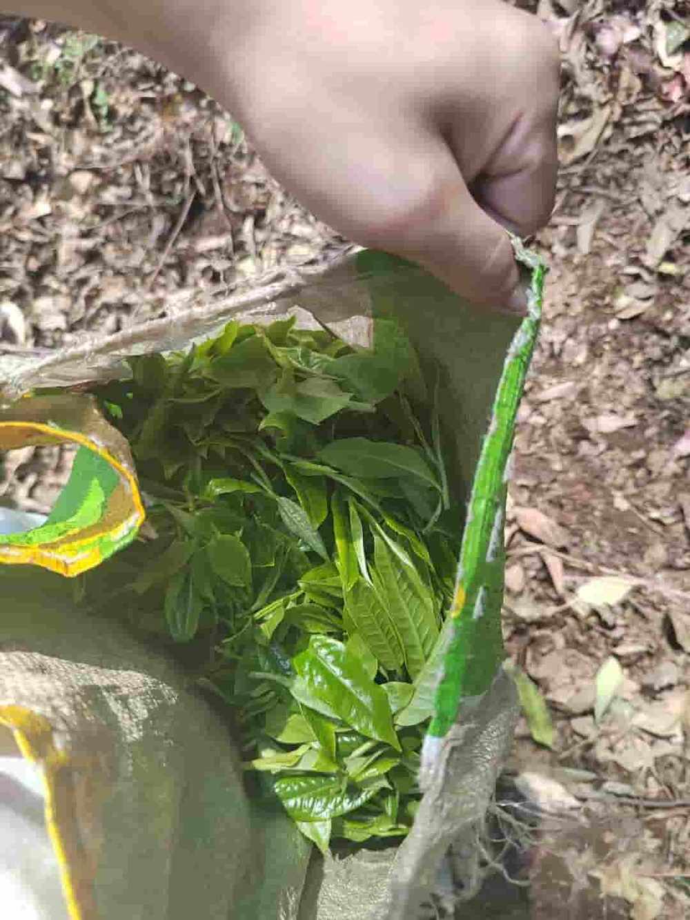 楗尪鑰呮櫘娲辫尪琛屾儏