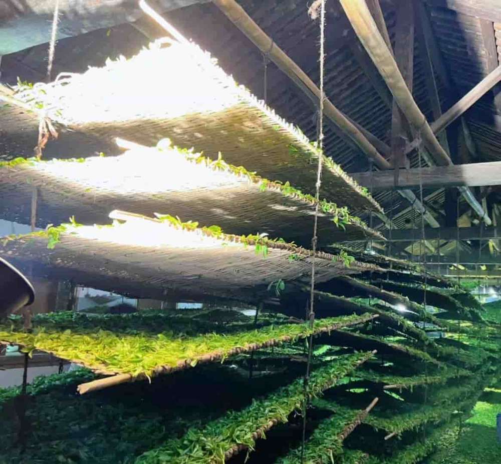 饮茶者普洱茶行情