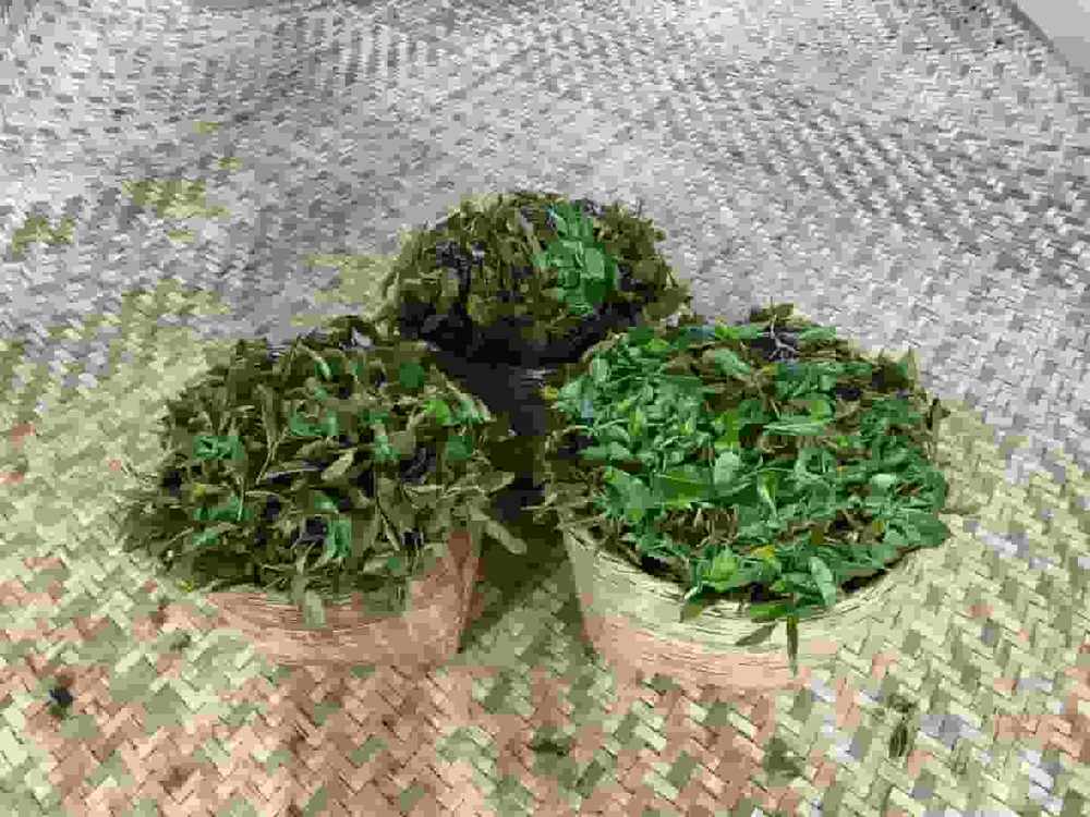 楗尪鑰呮櫘娲辫尪琛屾儏