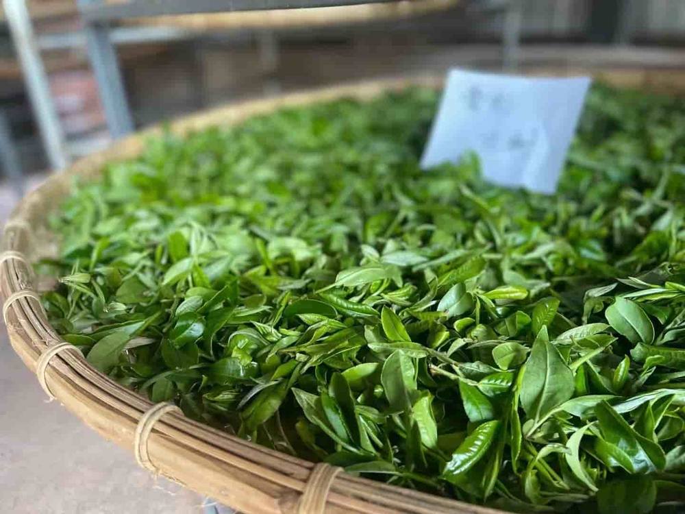 楗尪鑰呮櫘娲辫尪琛屾儏