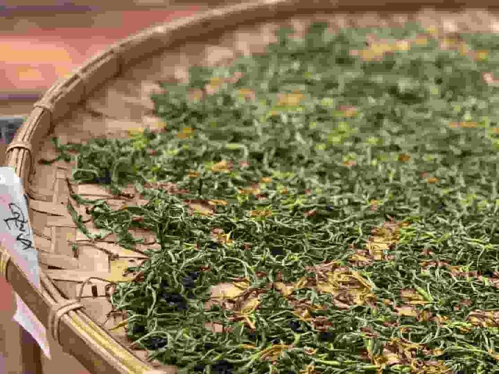 楗尪鑰呮櫘娲辫尪琛屾儏