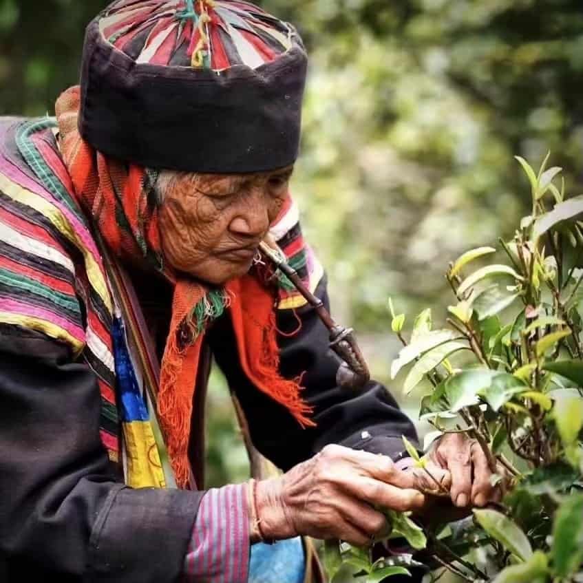 饮茶者普洱茶行情