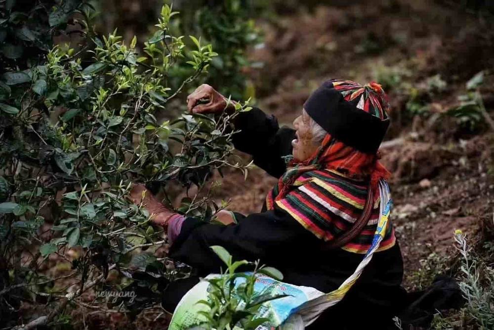 楗尪鑰呮櫘娲辫尪琛屾儏