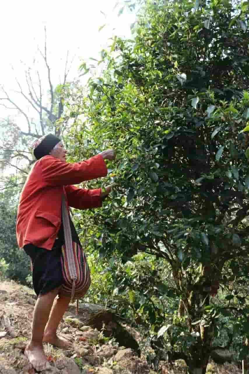 楗尪鑰呮櫘娲辫尪琛屾儏