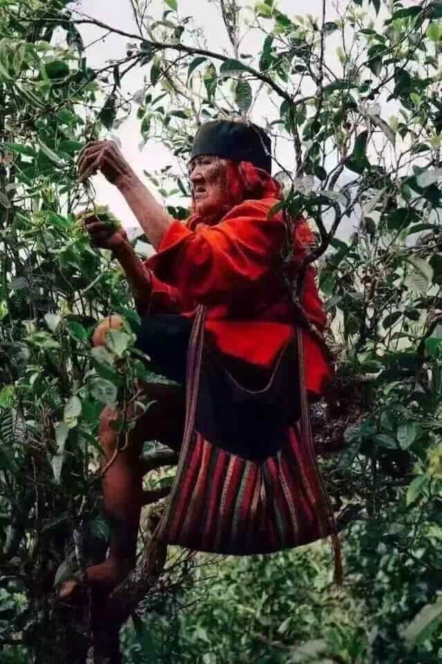 楗尪鑰呮櫘娲辫尪琛屾儏
