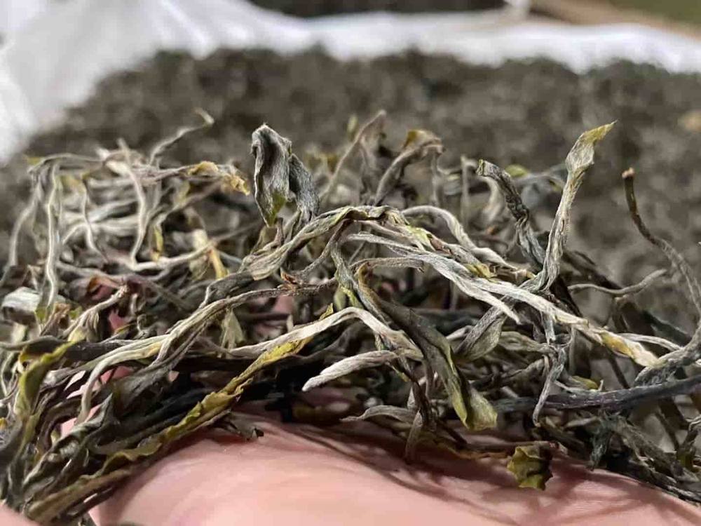 饮茶者普洱茶行情