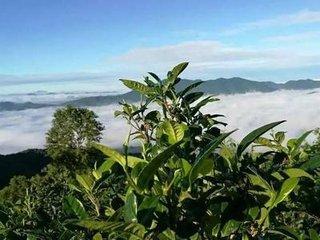 冰岛茶因何而贵?这些原因都全了!2