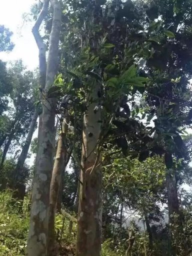 0001331391-2