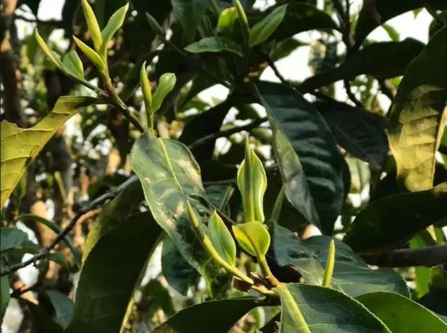 2353324646-5