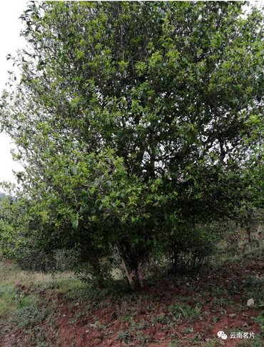 1P3102c7-15