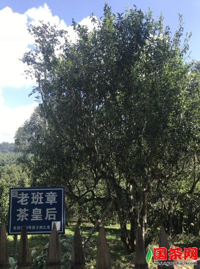 老班章茶皇后
