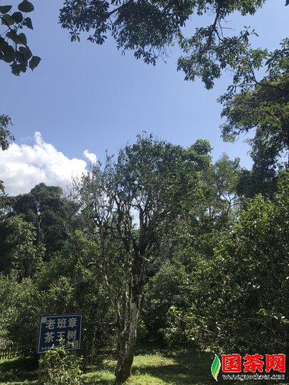 老班章茶王树