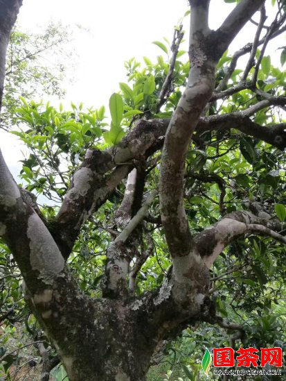 名山名寨古树茶