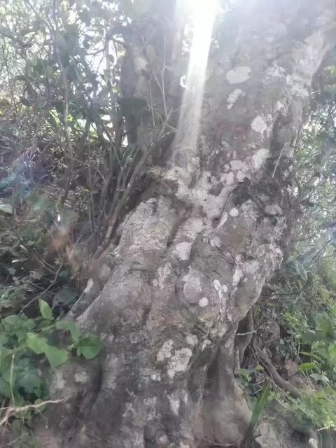 1152514323-4