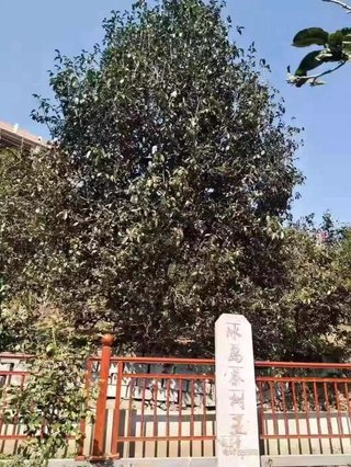 99�������������ժȨ����۱����ڸ�������600���ũ������
