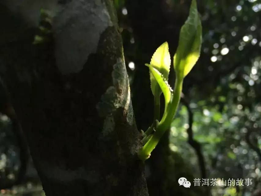 153051CQ-21