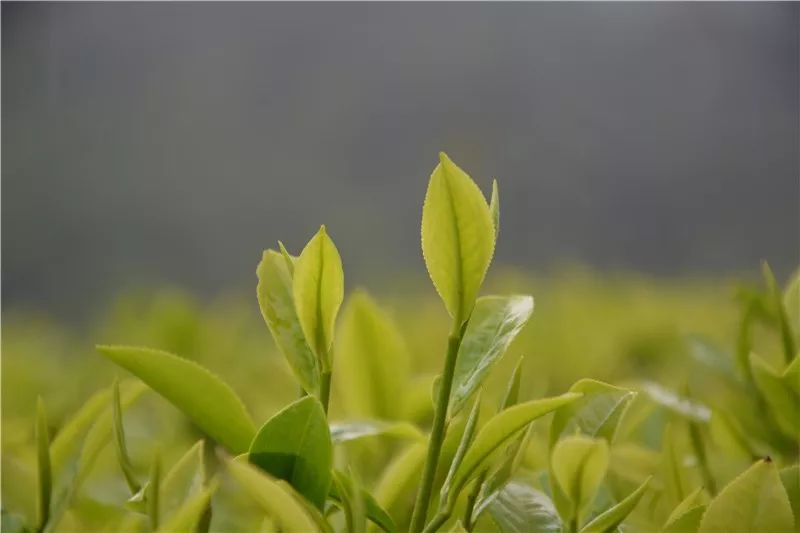 20235L116-7