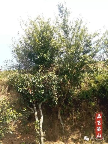 1P21S147-4