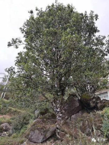 001G45L2-1