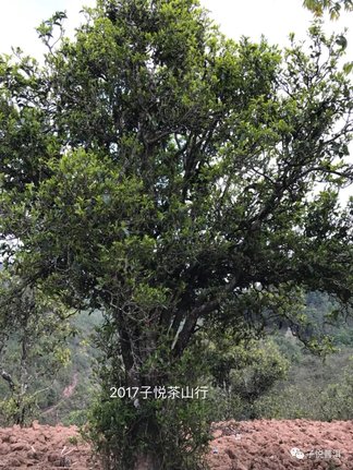 1033523Y8-22