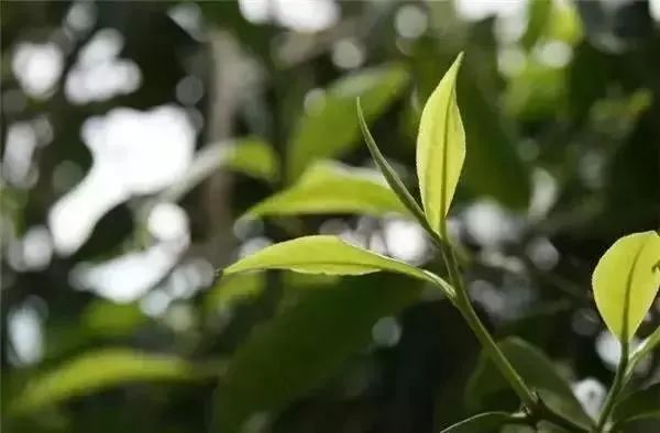 09595214L-2