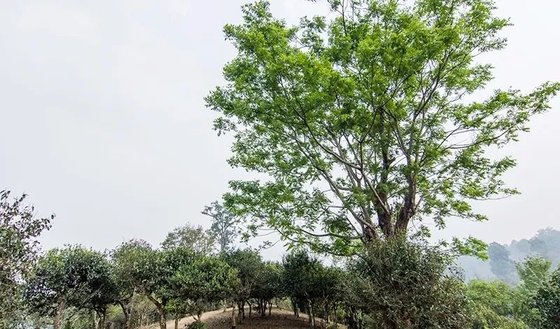 221Q5B21-8