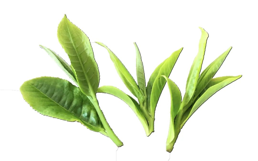 092P362O-2