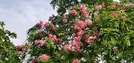 1405136316-1