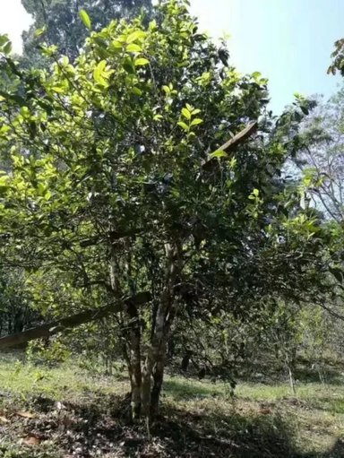1440334326-1