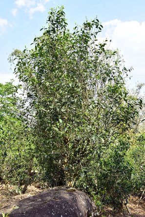 2311193F4-5