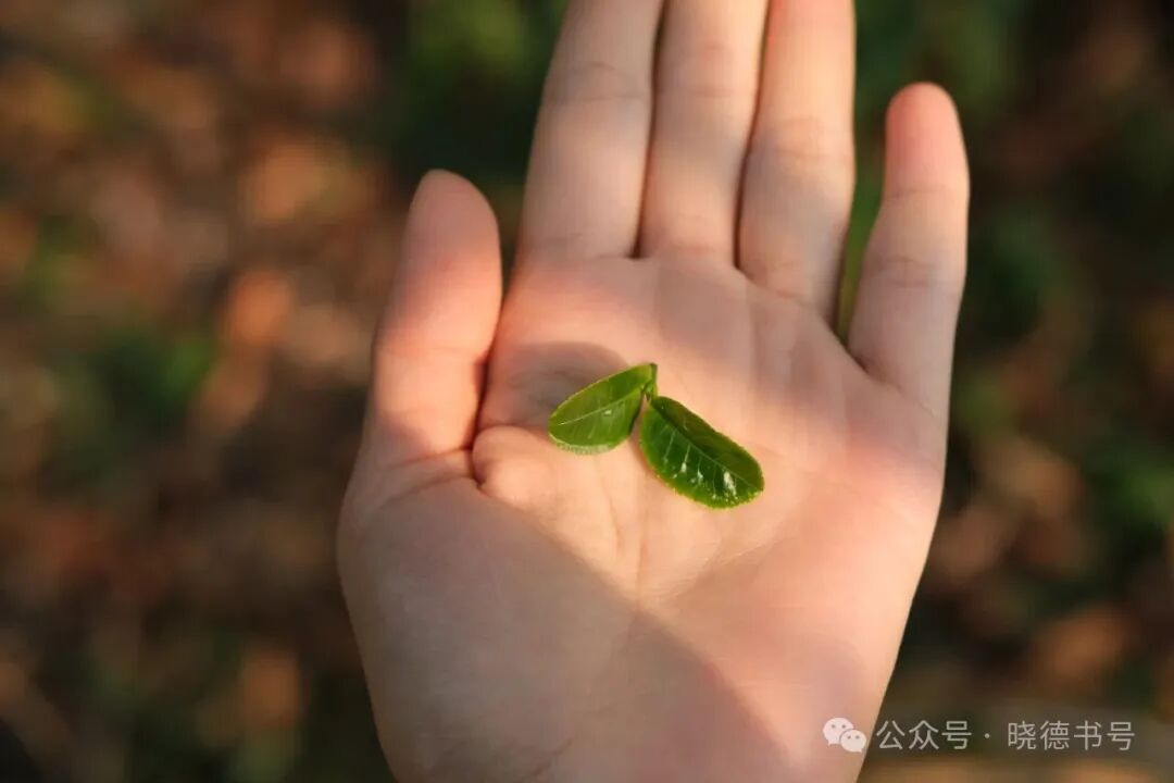 ͼƬ