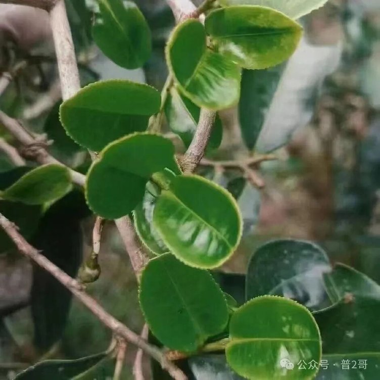 ͼƬ