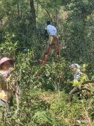 ͼƬ