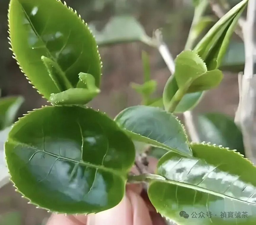 ͼƬ