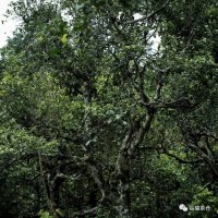 �����ն��裬������֣���ŵ<font color=