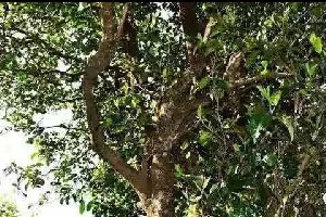 ��ľ���ն����裺����ˮ�ᣬֵ��<font color=