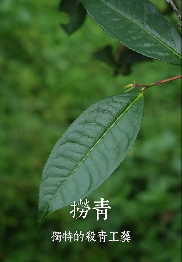茶叶捞青工艺