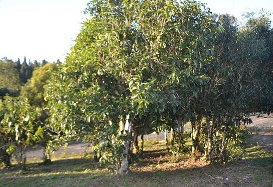 茶树 云河古树茶班章黄金叶普洱生茶今日“霸气”上市