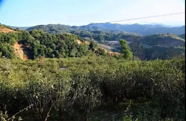 临沧正气塘茶园