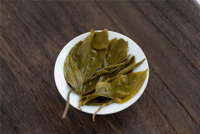津乔正气塘普洱茶生茶叶底