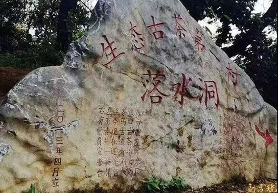 生态古茶第一村落水洞