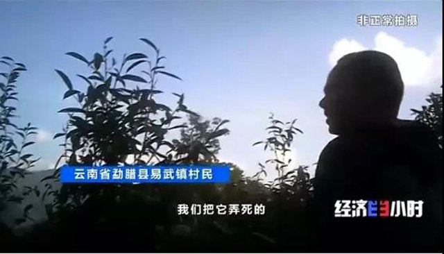 薄荷塘 央视曝普洱茶乱象:铜箐河、薄荷塘等“国有林”古树茶被点名