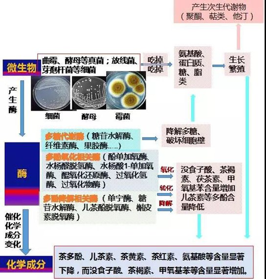 图8微生物在普洱茶发酵中作用示意图